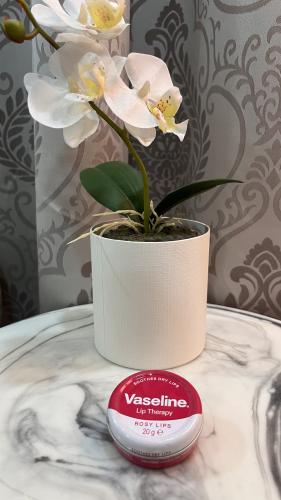 مرطب ومعالج الشفاة الوردي من فازلين