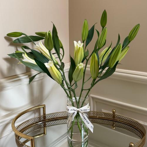 فازة ليليوم / Lilium Roselily white