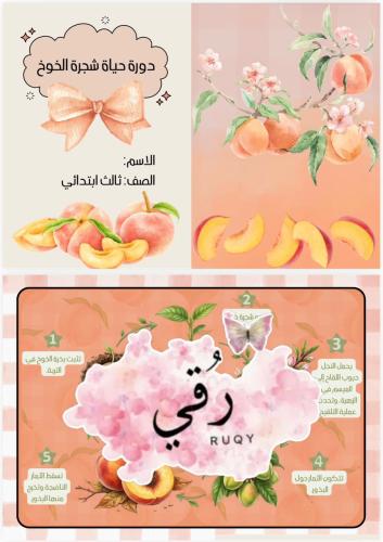 مطويه علوم الصف ثالث ( دوره حياة شجرة الخوخ)