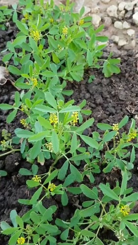 بذور عشبة النفل البري المداد