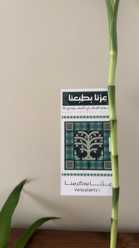 توزيعات اليوم الوطني