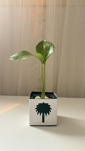 توزيعات اليوم الوطني