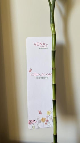 بامبو العيد