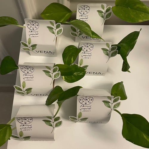 توزيعات يوم التأسيس