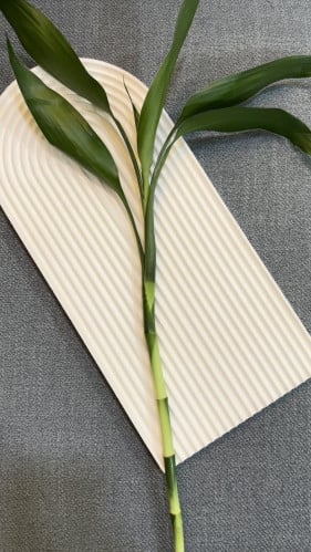 ساق البامبو