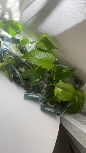 توزيعات اليوم الوطني 8 زجاجات