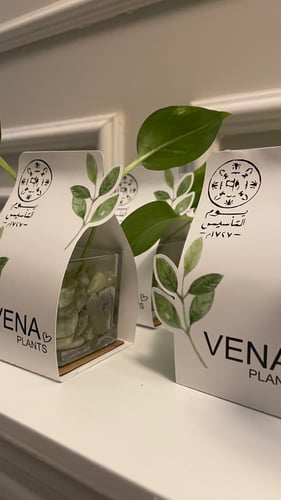 توزيعات يوم التأسيس