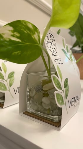 توزيعات يوم التأسيس