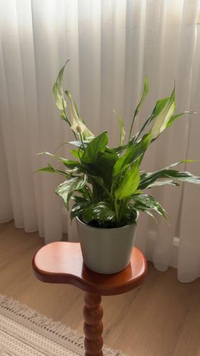 زنبق السلام