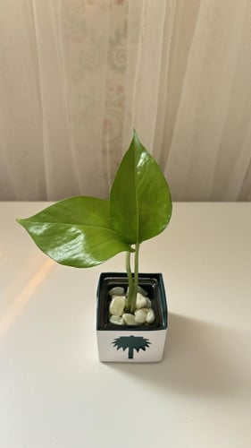 توزيعات اليوم الوطني