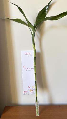 بامبو العيد