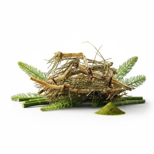 عشبة ذيل الحصان الأصيلة