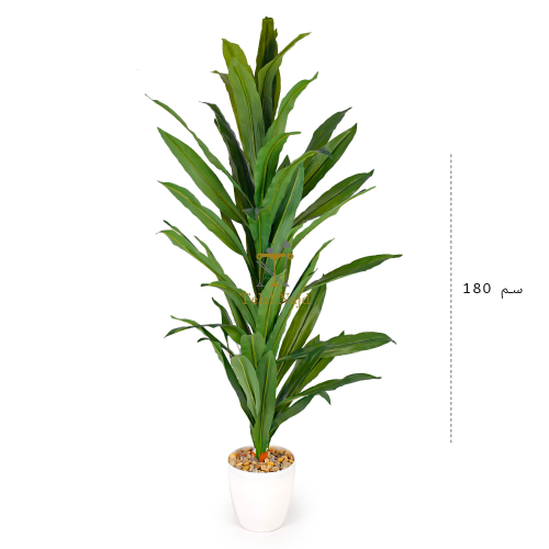 شجرة ذره بمركن ابيض 170 سم