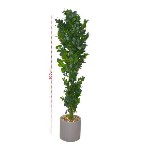 شجرة زينة مركن رصاصى ارتفاع 200