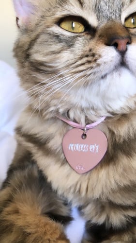 سلسلة للقطط قابله للحفر