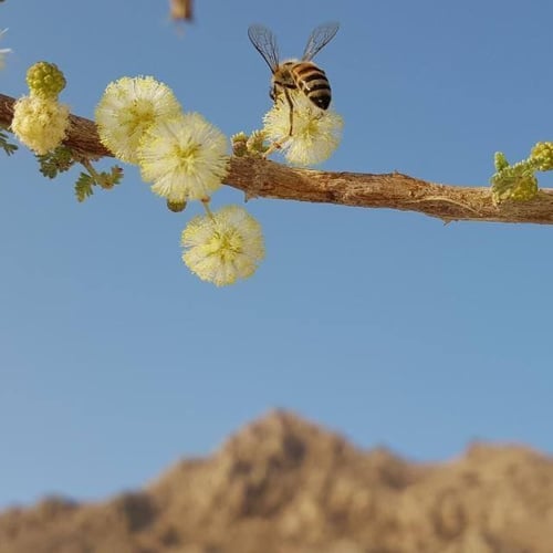 كيلو عسل سمرة