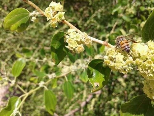 ٢ كيلو عسل سدر فاخر