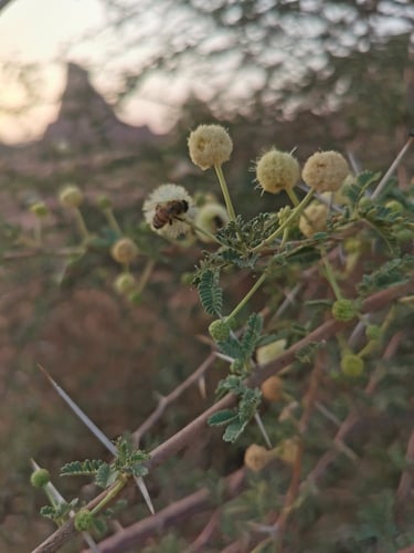 نصف كيلو عسل طلح