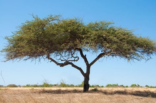 ٢ كيلو عسل طلح