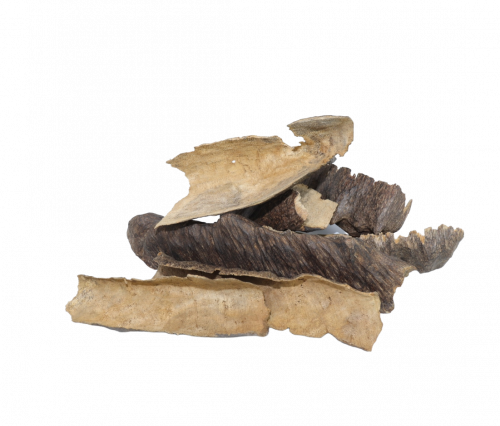 عود هندي قواقع طبيعي