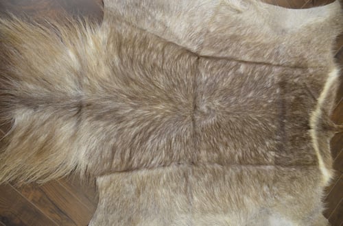 ظبي الماء - Waterbuck