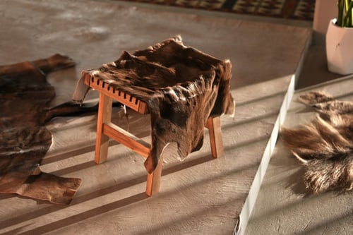 ظبي القوقز الأسود - Black Springbok