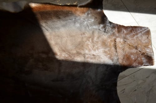 الظبي الاغر - Blesbok