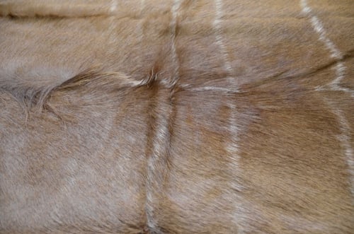 غزال الكودو - Kudu