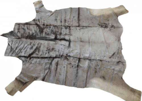 النو الازرق - Blue wildebeest