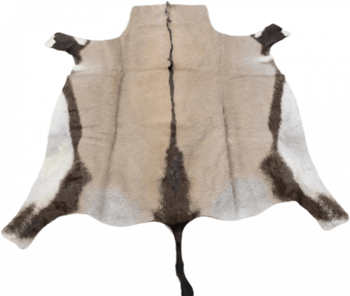 المها الافريقي - Gemsbok