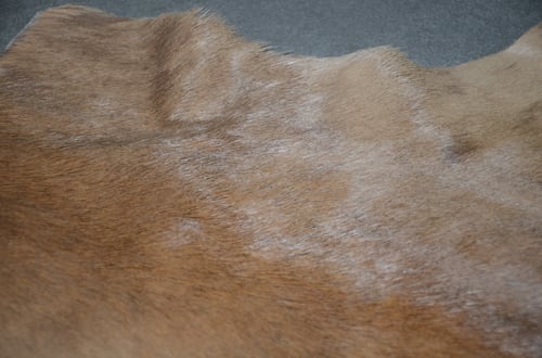 ظبي الامبالا - Impala