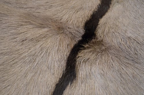 المها الافريقي - Gemsbok