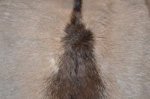 المها الافريقي - Gemsbok