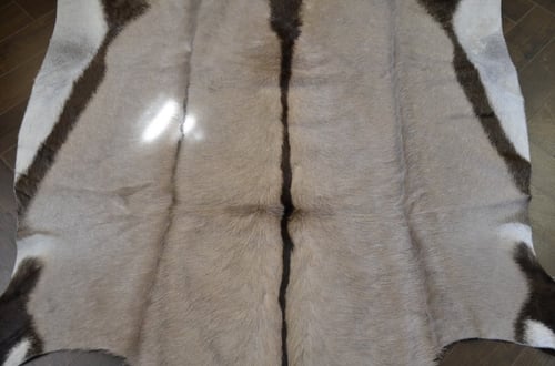 المها الافريقي - Gemsbok