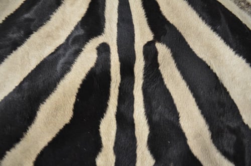 الحمار الوحشي - Zebra