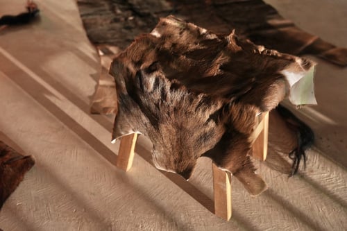 ظبي القوقز الأسود - Black Springbok