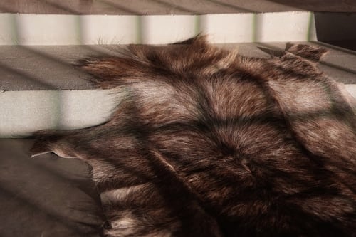 ظبي الماء - Waterbuck