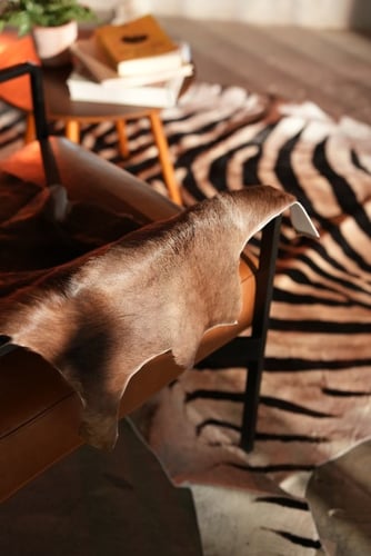 الحمار الوحشي - Zebra