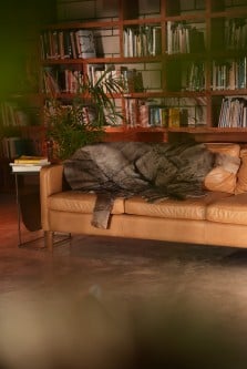 النو الازرق - Blue wildebeest