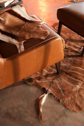 غزال الكودو - Kudu