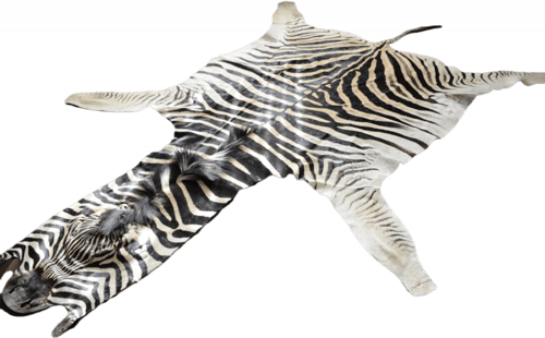 الحمار الوحشي - Zebra