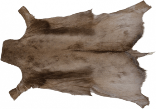 ظبي القوقز الأسود - Black Springbok