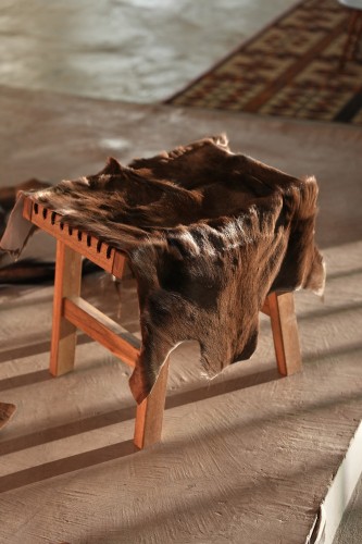 ظبي القوقز الأسود - Black Springbok