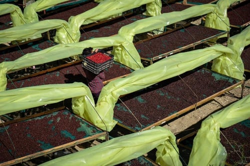 علي صبيح - مزاد كأس النخبة اليمني 100g