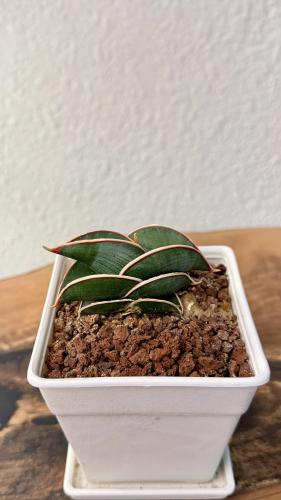 سانسيفيريا ساموراي - Sansevieria Samurai
