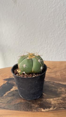Gymnocalycium horstii