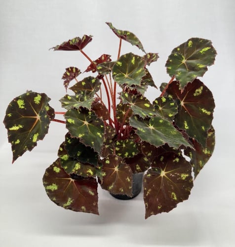 ‏begonia Rex Kit Kat - بيغونيا ريكس كيت كات