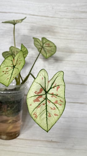 كلاديوم ستروبيري ستار - Caladium Strawberry Star