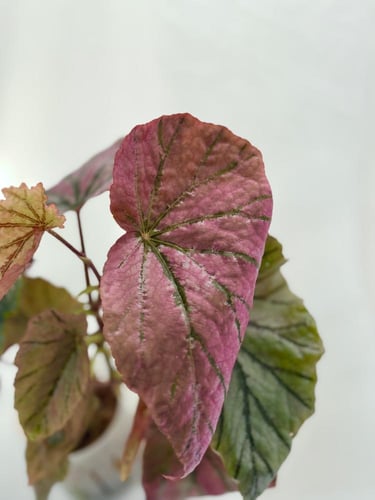 ‏بيغونيا بينك باروت - Begonia Pink Parrot
