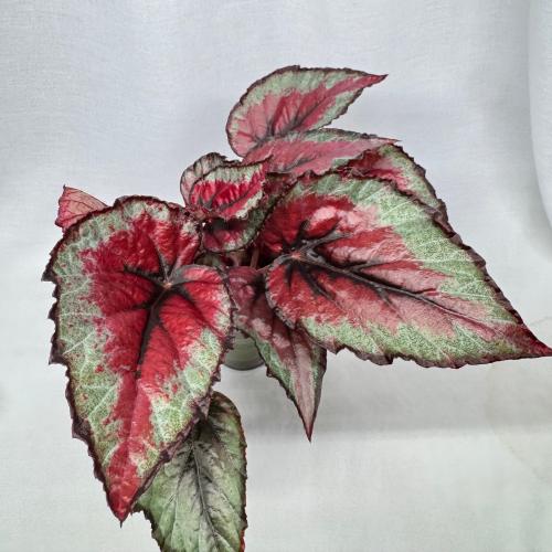 begonia red tango - بيغونيا ريد تانغو